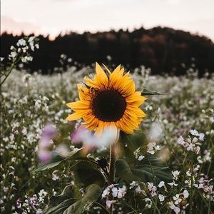 Meet your Posher, Sofia